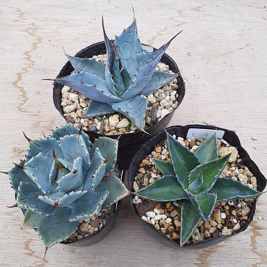 アガベ　実生株セット　鉢ごと発送