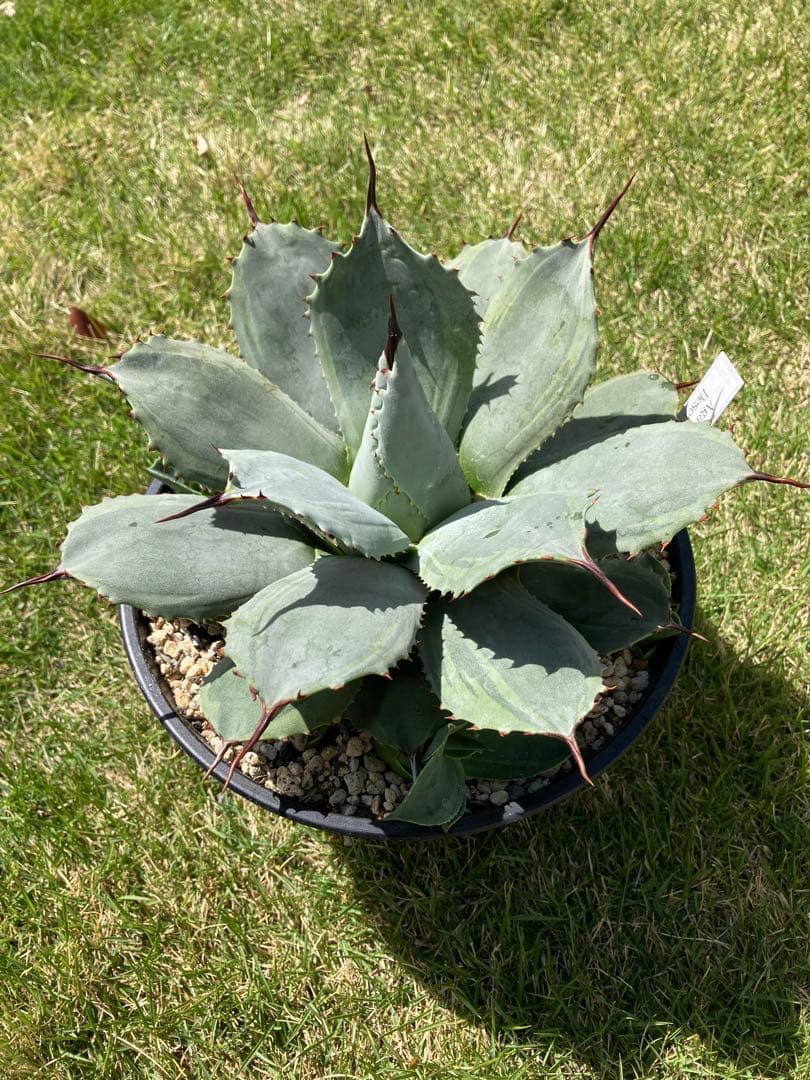 アガベ パリー デザートディライト 子株 アガベ パリー デザートディ アガベ パリー デザートディライト 子株 アガベ パリー デザートディ