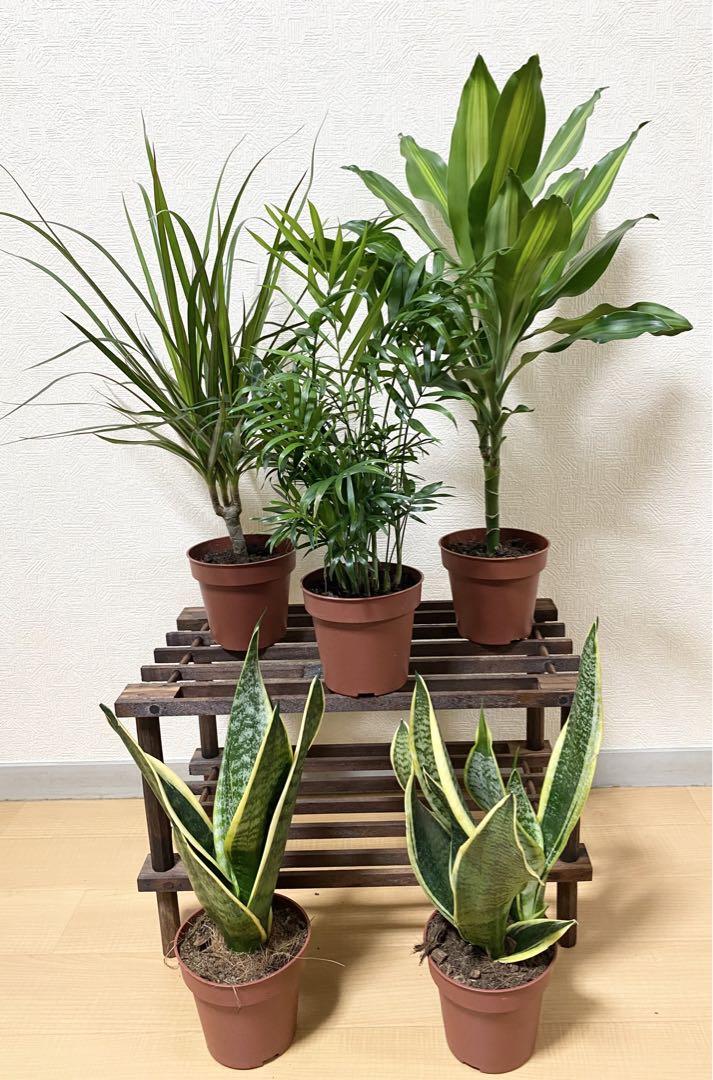 観葉植物 アソート 4種5鉢セット 4号鉢サイズ サンスベリア マジナータ等