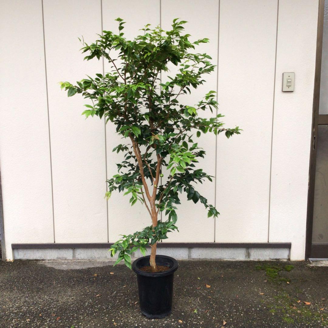 高質 ジャボチカバ 大葉種 実付き その他
