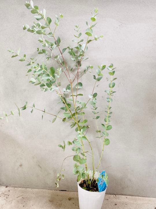 1日限定価格 ユーカリ苗 シルバードロップ 50センチ メルカリ 1日限定価格 ユーカリ苗 シルバードロップ 50センチ メルカリ