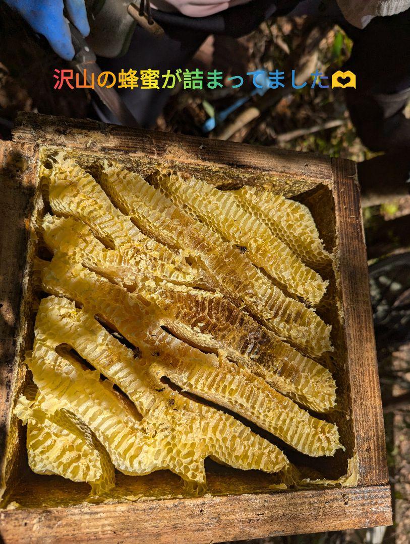 期間限定増量中】宮崎県産 超希少 国産蜂蜜 百花蜜 350g 【数量
