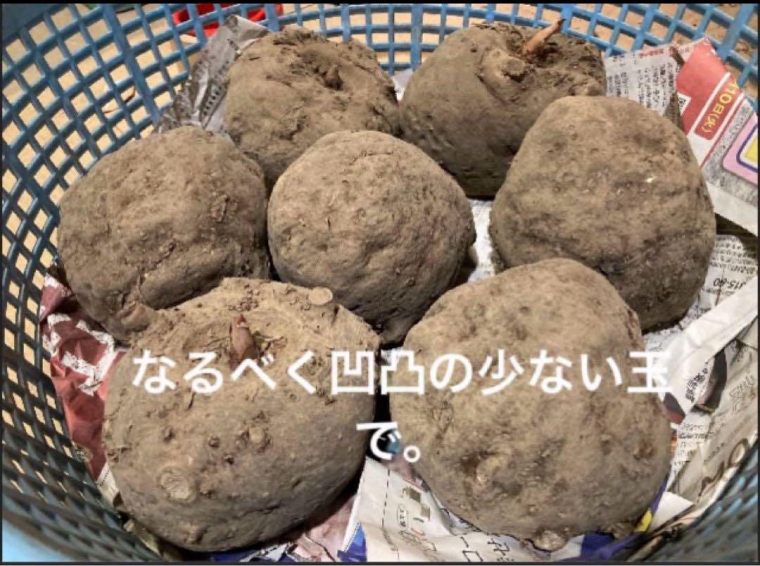 群馬産こんにゃく芋　梱包込み約１０キロ