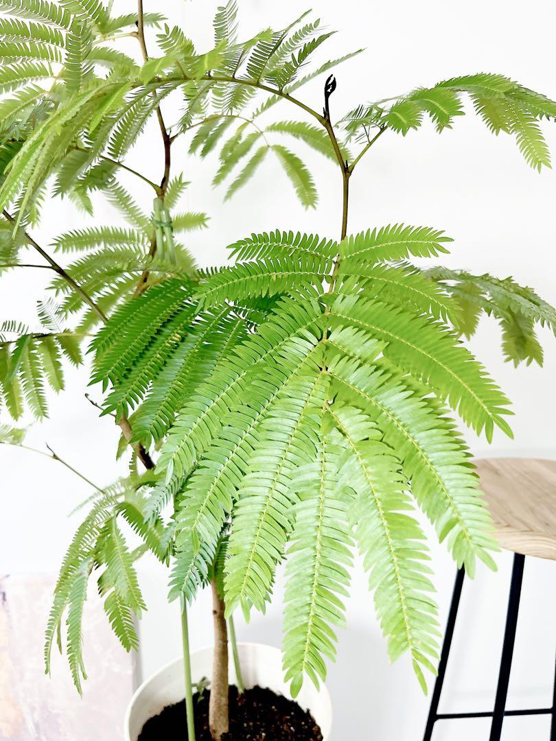 408. エバーフレッシュ ネムノキ 曲がり 沖縄産 観葉植物 大型