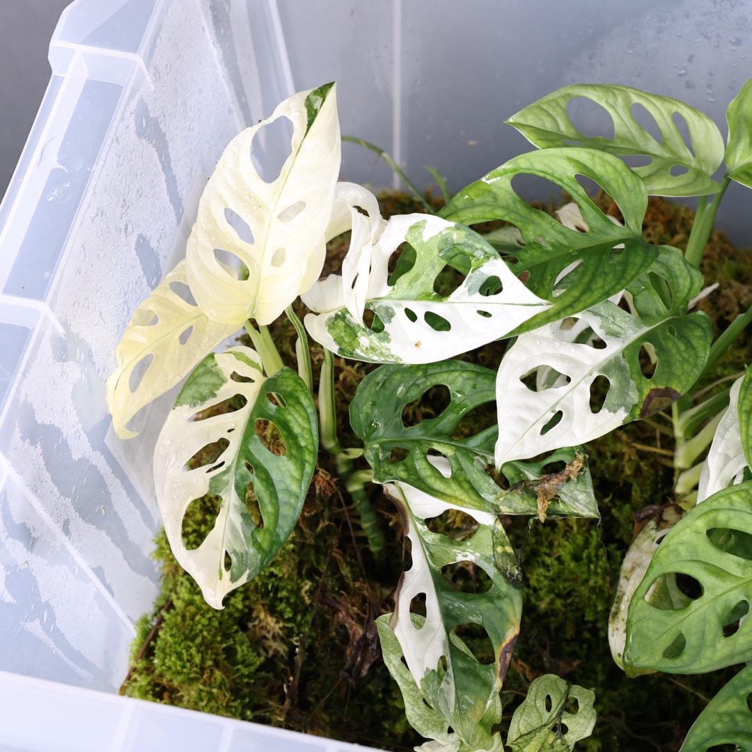 超目玉】 436S 斑入り モンステラ マドカズラ 植物/観葉植物 インテリア・住まい・小物40%割引-LASSERREADVOGADOS.COM.BR 超目玉】 436S 斑入り モンステラ マドカズラ 植物/観葉植物 インテリア・住まい・小物40%割引-LASSERREADVOGADOS.COM.BR
