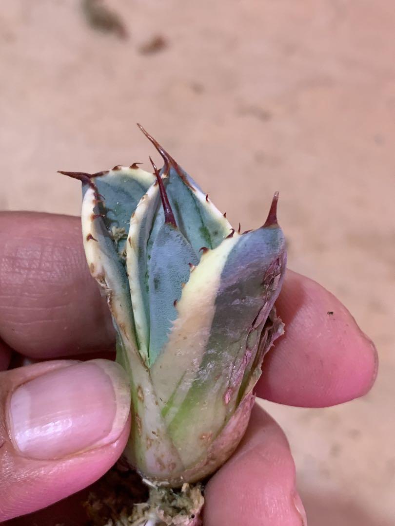 多肉植物アガベ パリー トランカータ オリザバocカット株