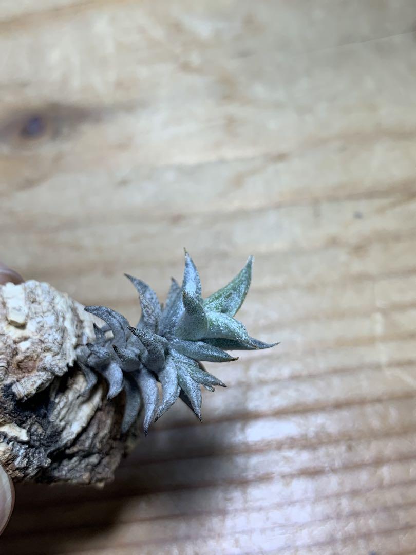 ブロメリア・エアープランツ Tillandsia angulosa