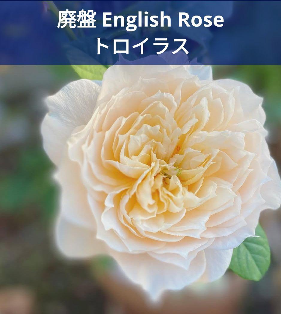 バラ苗木 イングリッシュローズ 入手困難 廃盤 薔薇