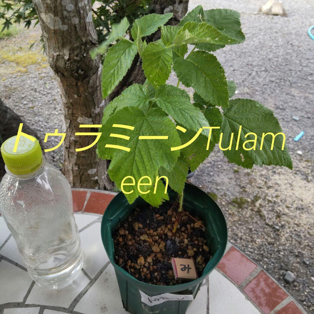 ば ラズベリー トゥラミーンTulameenサッカー苗 トゥラミーン(Tulameen) ラズベリー苗