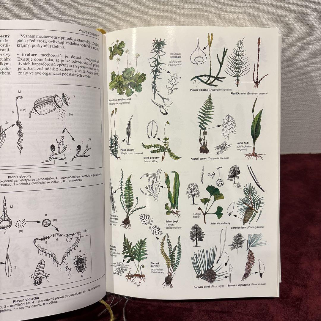 ❤️セール711⑩チェコ生物学洋書古書 ジャンクジャーナル