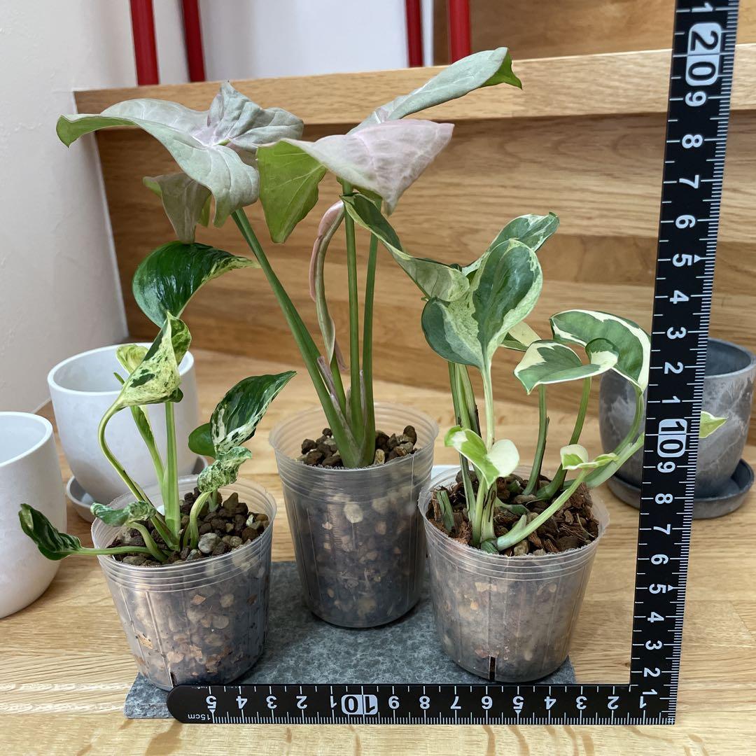 メルカリ便】観葉植物3点セット - メルカリ