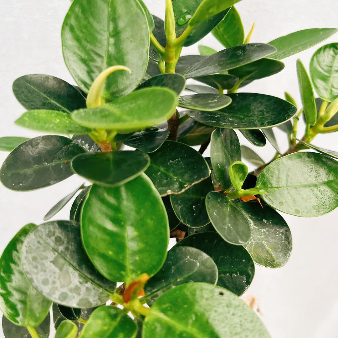 ［現品］【希少】4番　パンダガジュマル　観葉植物　レア　室内　接木　陶器鉢　ゴム 現品］【希少】4番 パンダガジュマル 観葉植物 レア 室内 接木