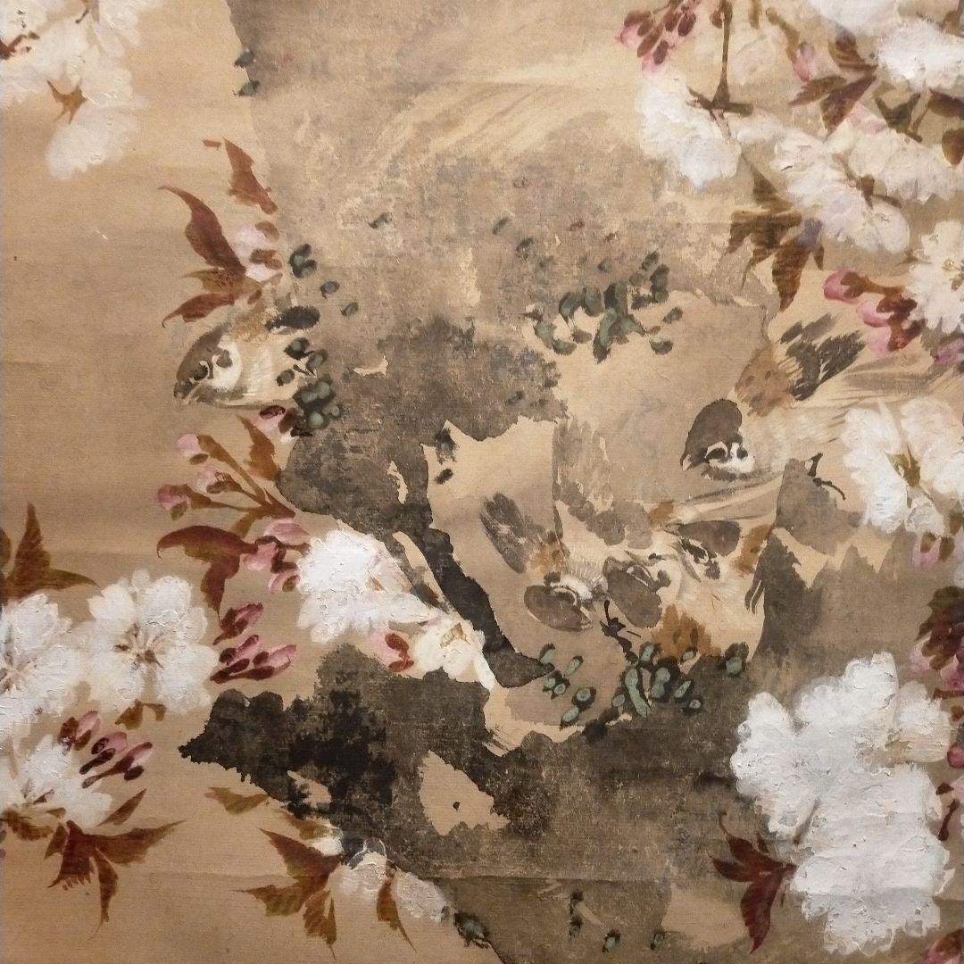 桜　　掛け軸