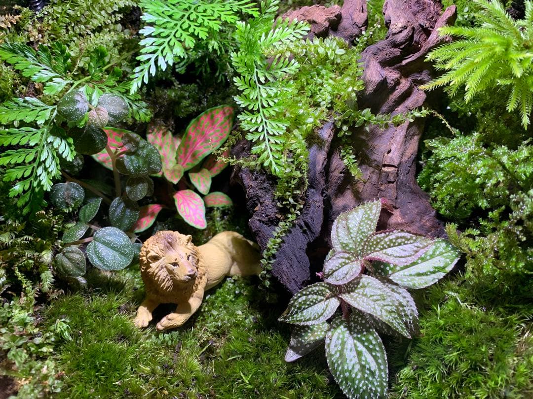 苔テラリウム 完成品新品、♥