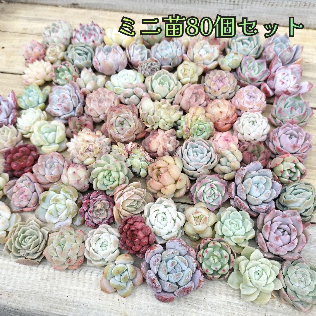 韓国ミニ苗80個セット✨多肉植物　エケベリア　詰め合わせ　寄せ植えに!!