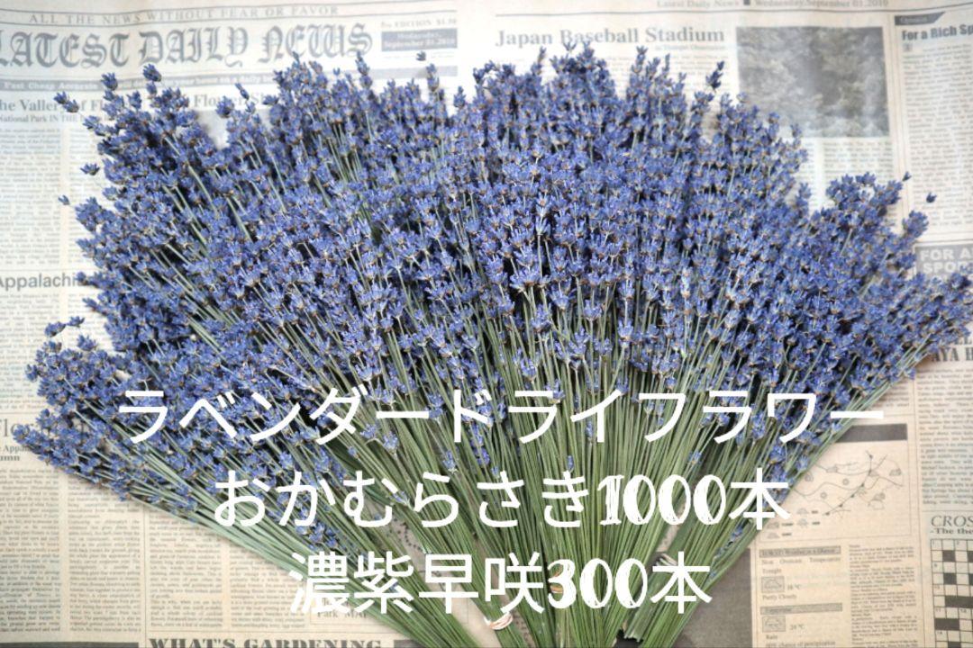 ラベンダードライフラワー1300本(おかむらさき1000本、濃紫早咲300本)