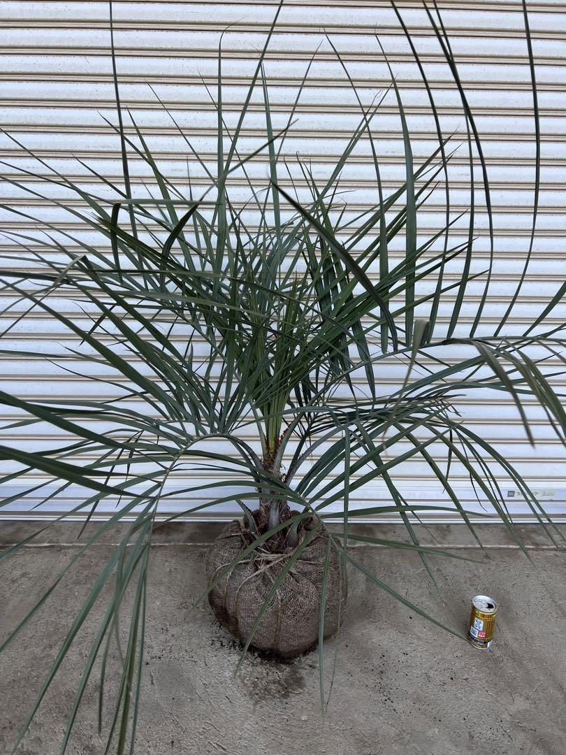 ありさ　送料込み　ココスヤシ シルバーリーフ　新築、鉢植え等　現品
