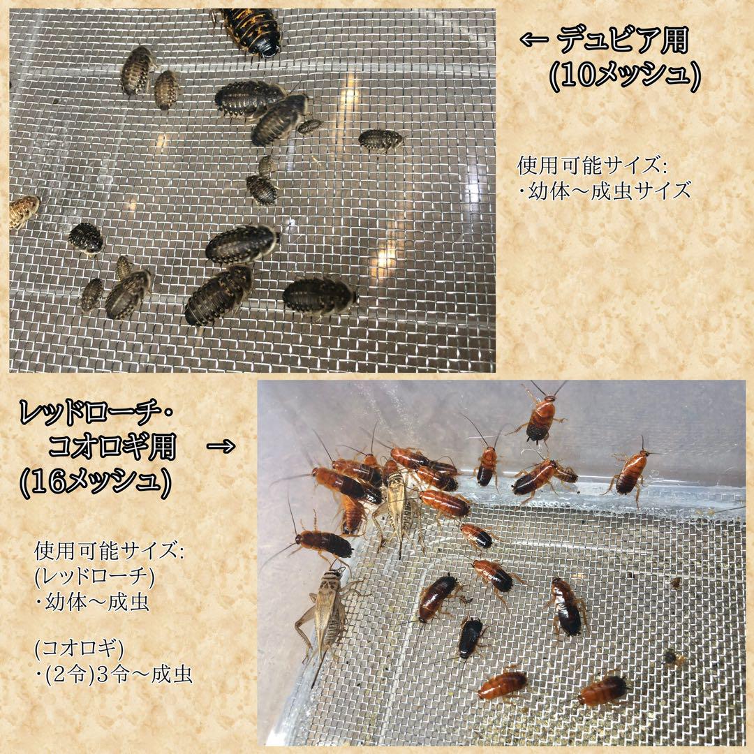 デュビア、レッドローチ、コオロギ飼育ケージ【掃除サボレールS】 デュビア、レッドローチ,コオロギ飼育ケージ【掃除サボレールS
