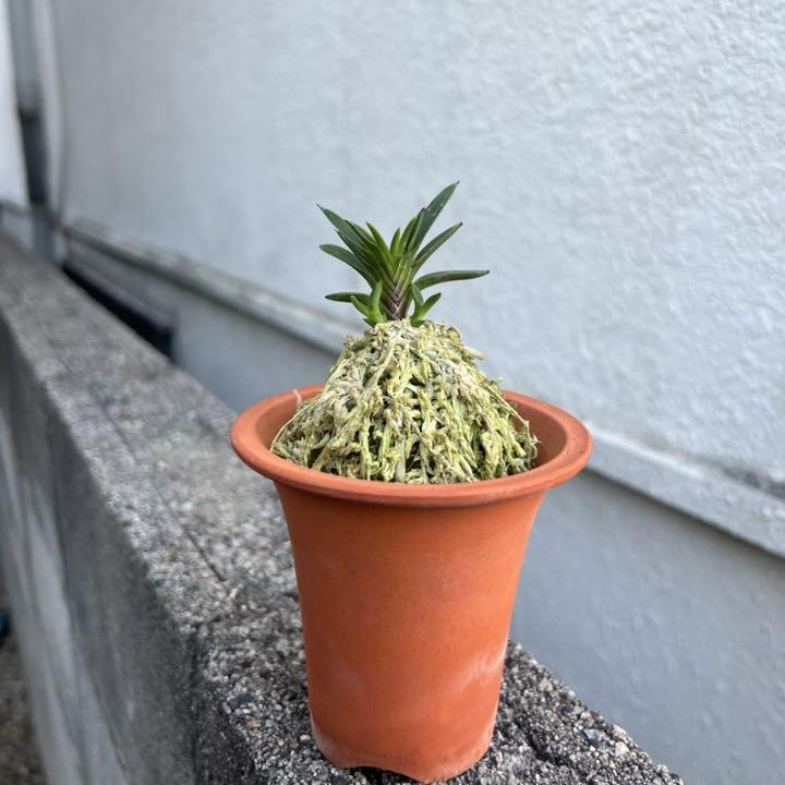 翠扇 - 富貴蘭讃歌