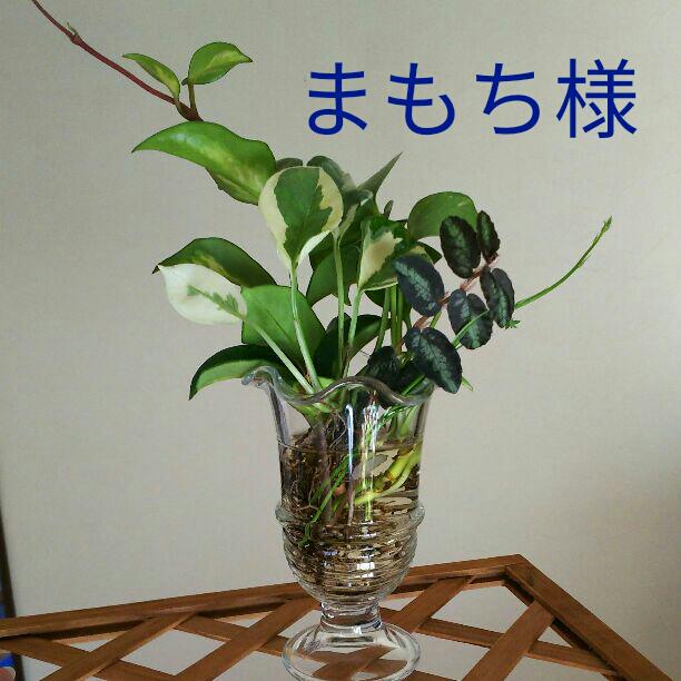 すべての美しい花の画像 Hd限定ポトス 育て方 水栽培 すべての美しい花の画像 Hd限定ポトス 育て方 水栽培