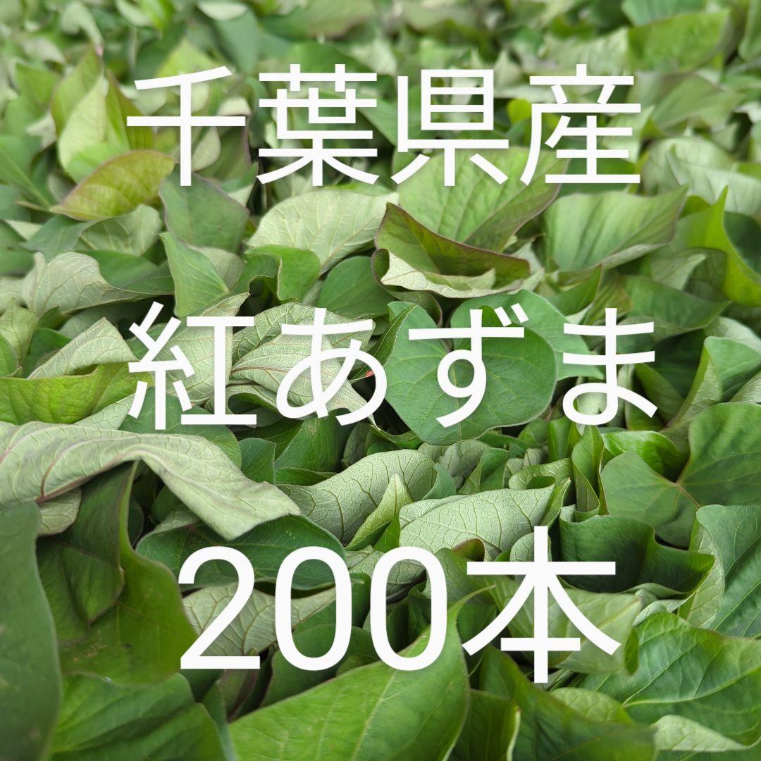 千葉県産 さつまいも 苗 紅あずま 200本