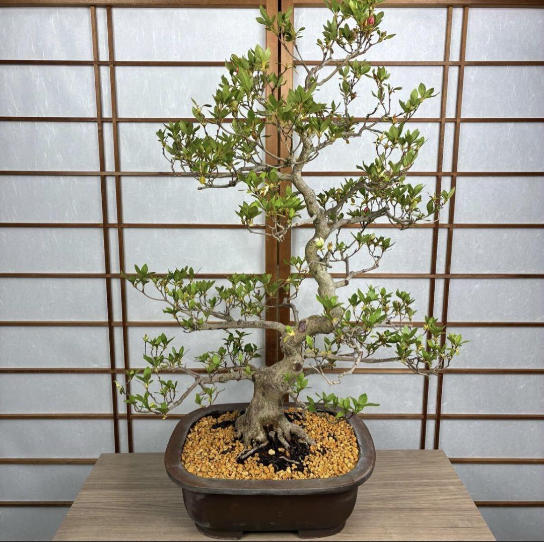 皐月 煌陽 花終わり 樹高32cm 中品盆栽 盆養木 花物 綺麗な花