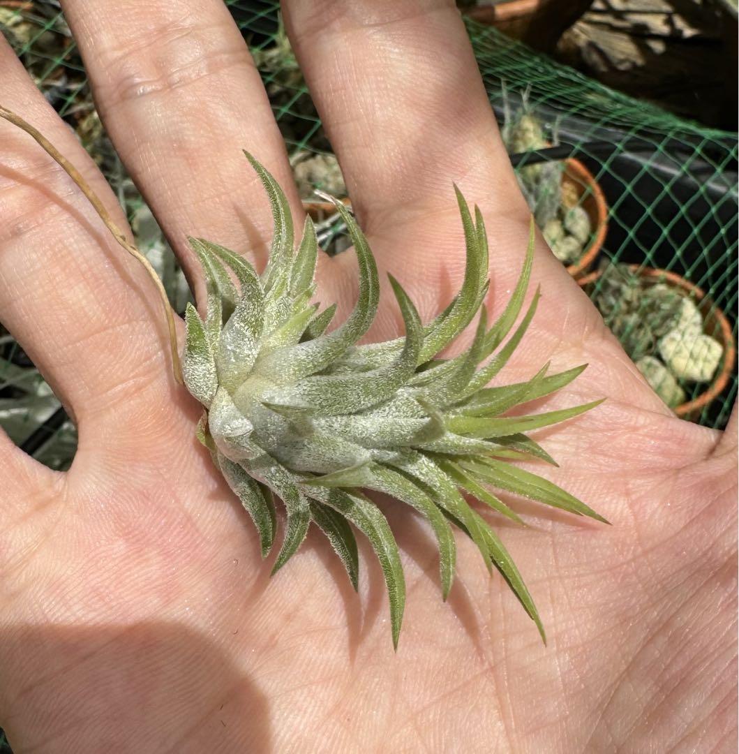Tillandsia Christmas Flame 速達発送