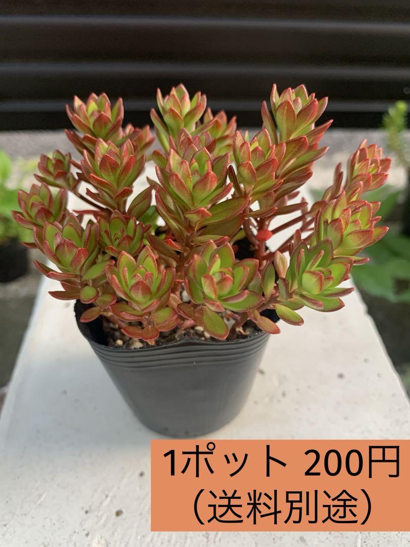 多肉植物 ブラックストライプ錦 1苗のみ エケベリア・セダム