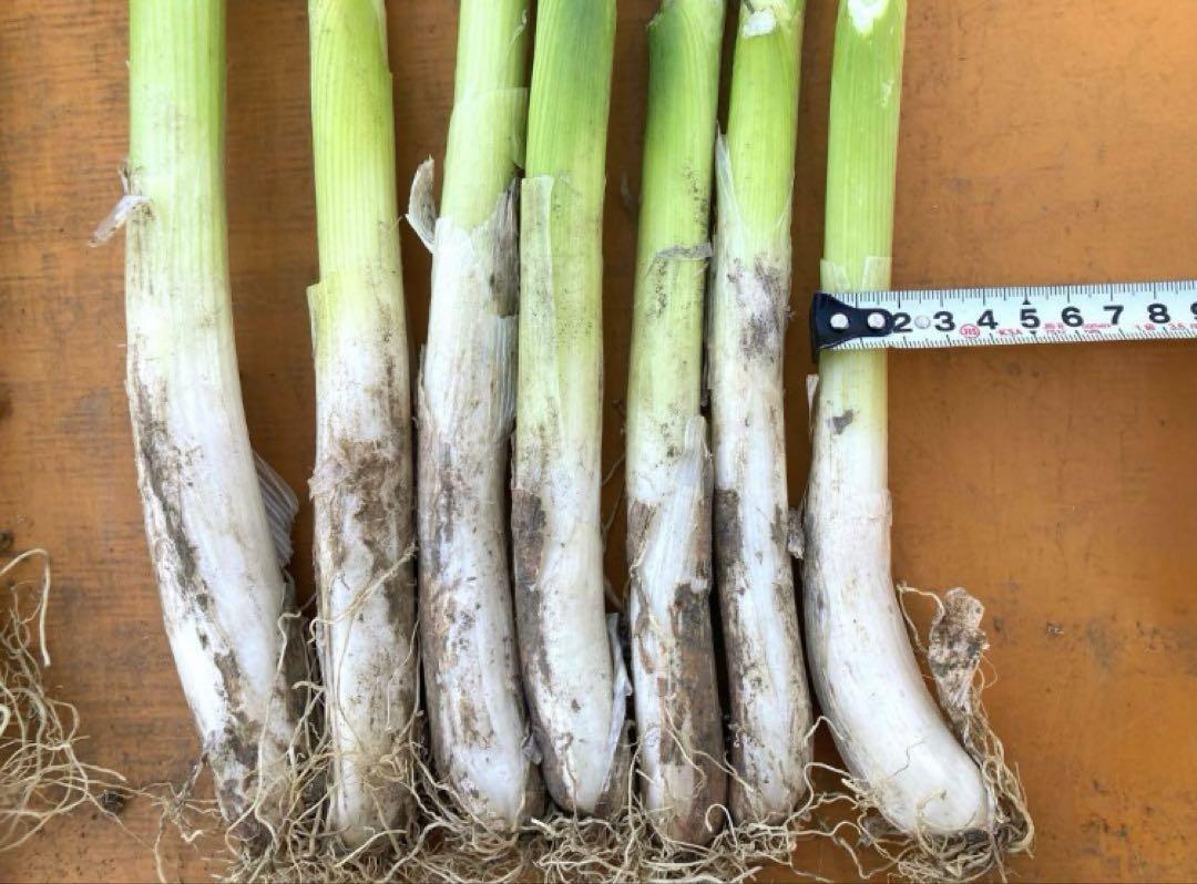 【訳あり】深谷ねぎ　15kg 箱　2/3まで！