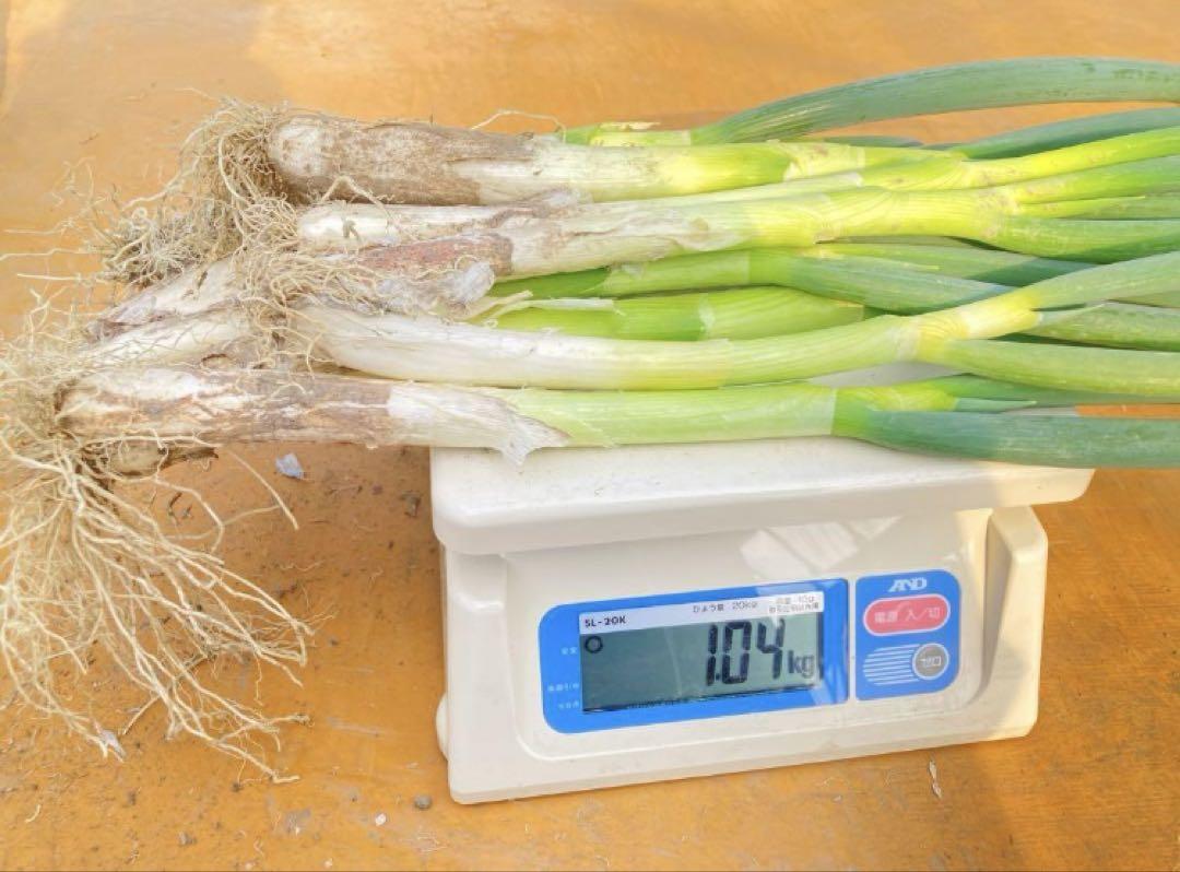 【訳あり】深谷ねぎ　15kg 箱　2/3まで！