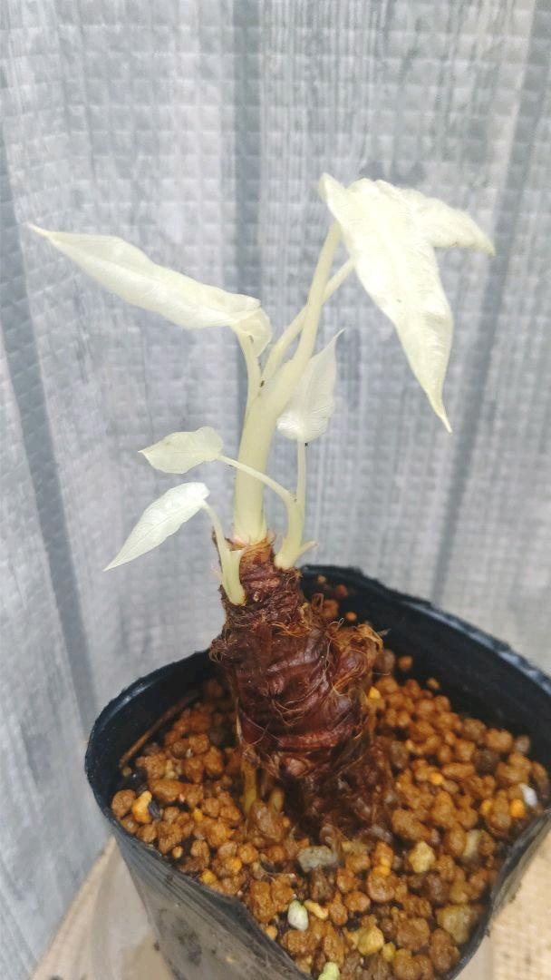 231: 芋付き斑入りクワズイモ