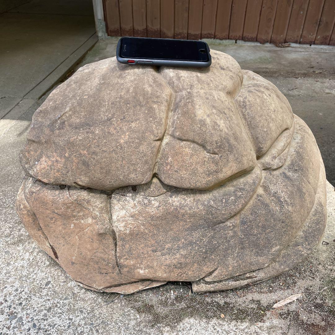 羽亀甲石＝パイナップル形（亀甲の溝が深い）北海道、金山産