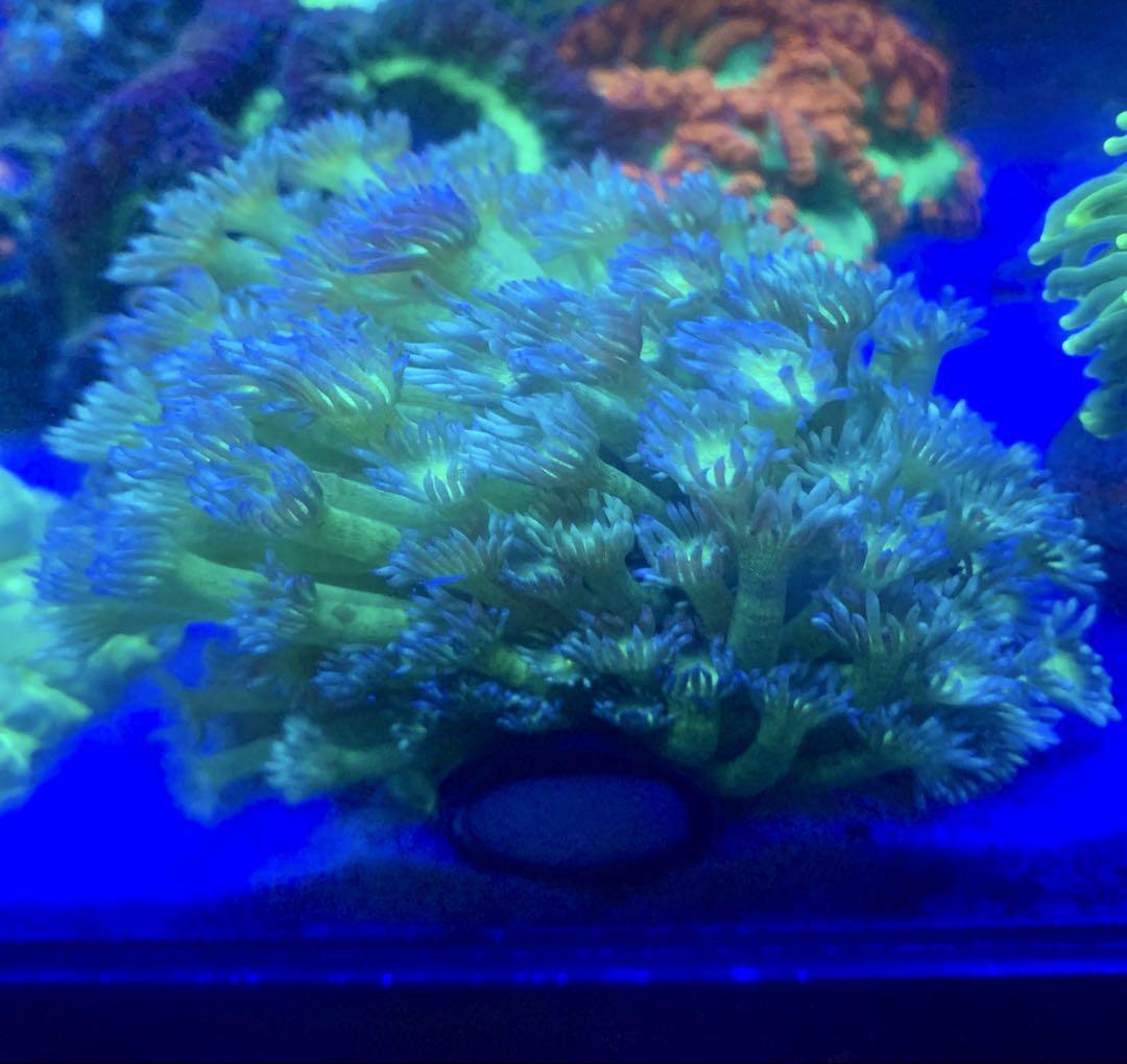ハナガササンゴ　グリーン