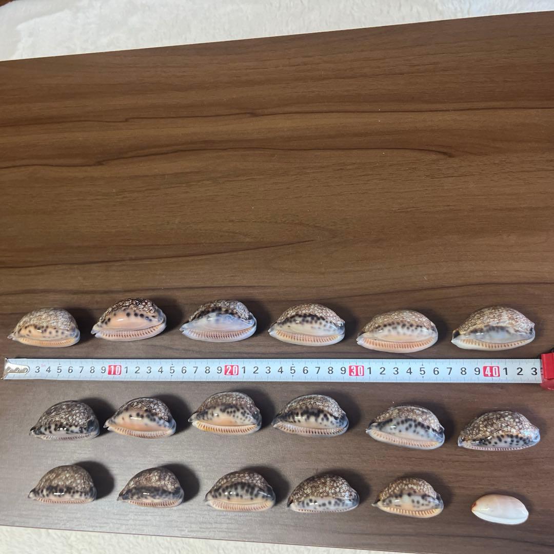 沖縄天然ヤクシマダカラガイ18個セット別売り目立った傷や汚れなし