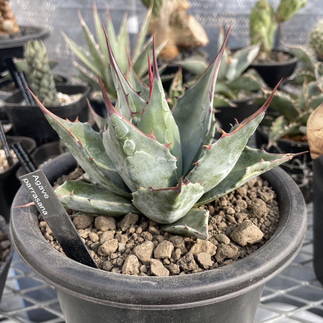 Agave アガベ パラサナ 5号菊鉢 美株