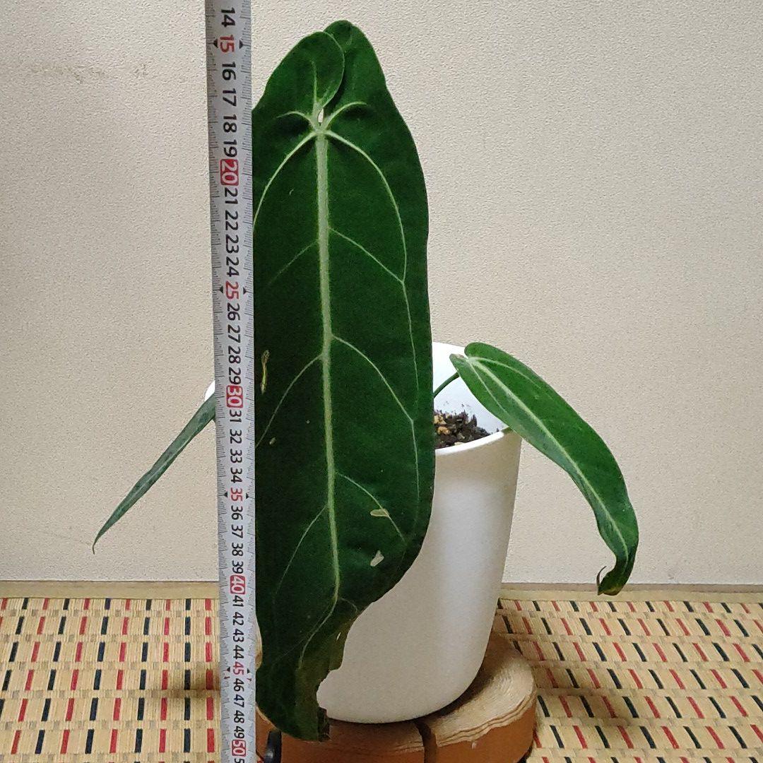 Anthurium warocqueanum アンスリウムワロクアーナム アンスリウムワロクアーナムAnthurium warocqueanum