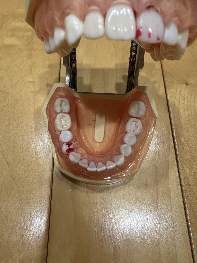 NISSIN DENTAL MODEL ニッシン　顎模型