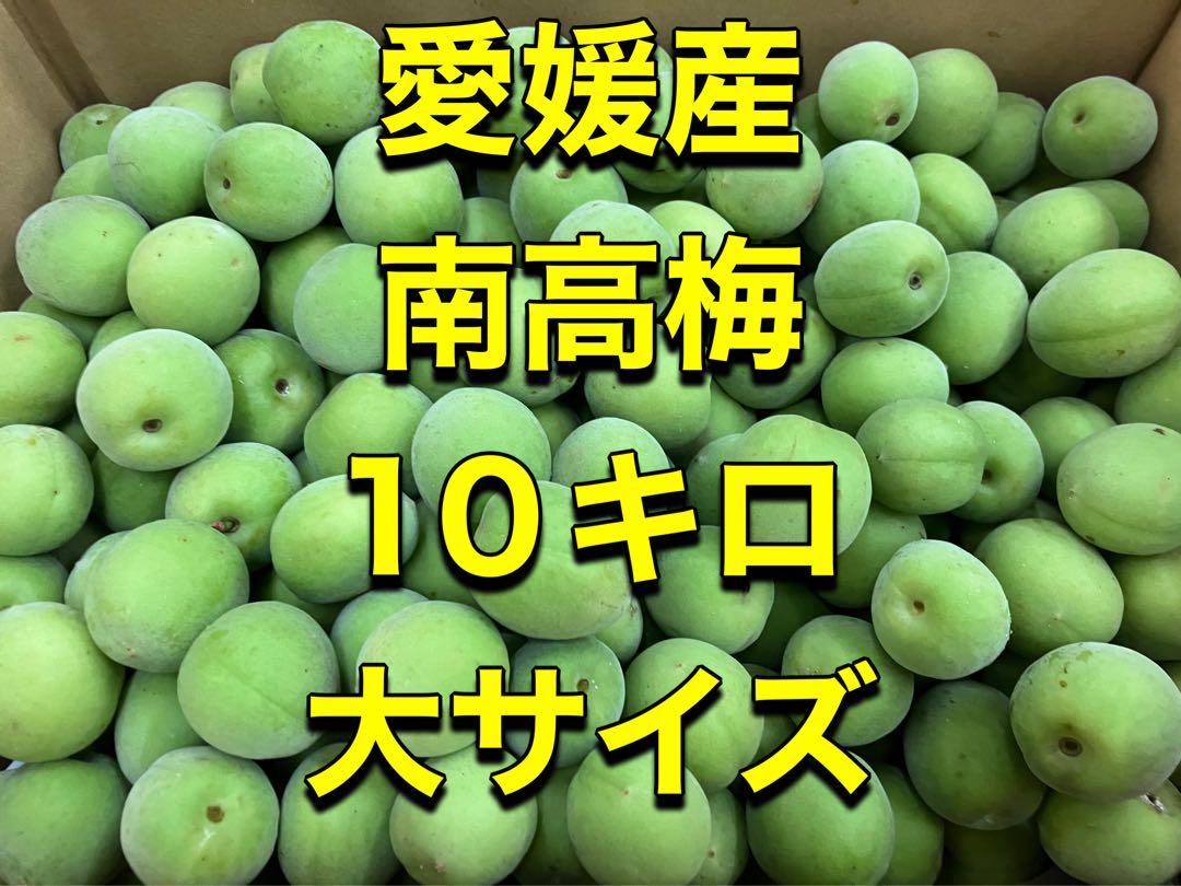 愛媛産 南高梅 10キロ 大サイズ
