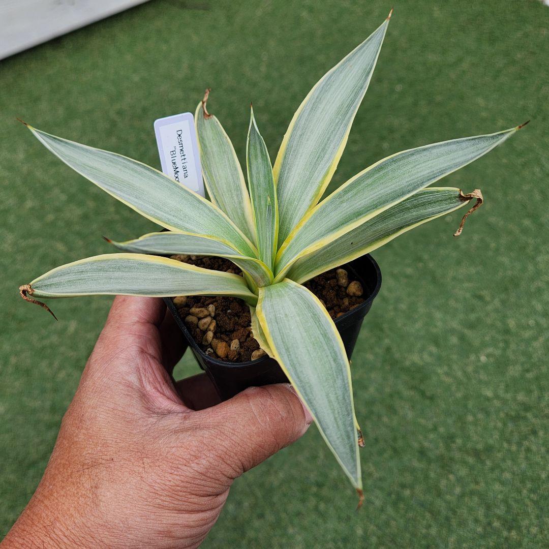アガベ　ブルームーン　銀河旅人　37cm アガベ デスメティアーナ '銀河旅人' Agave desmetiana 'Blue