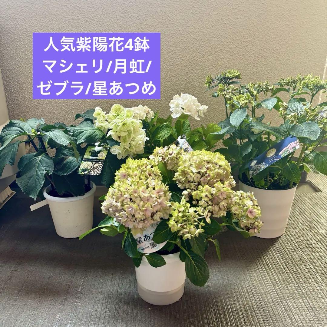 アジサイ　紫陽花　人気品種　4鉢セット　花付き