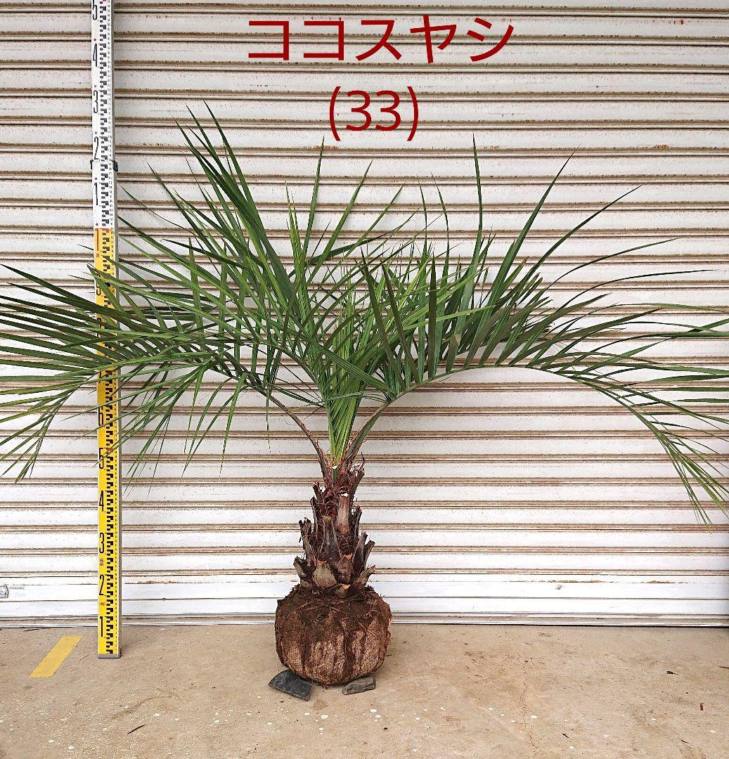 ココスヤシ 110㎝ (33)