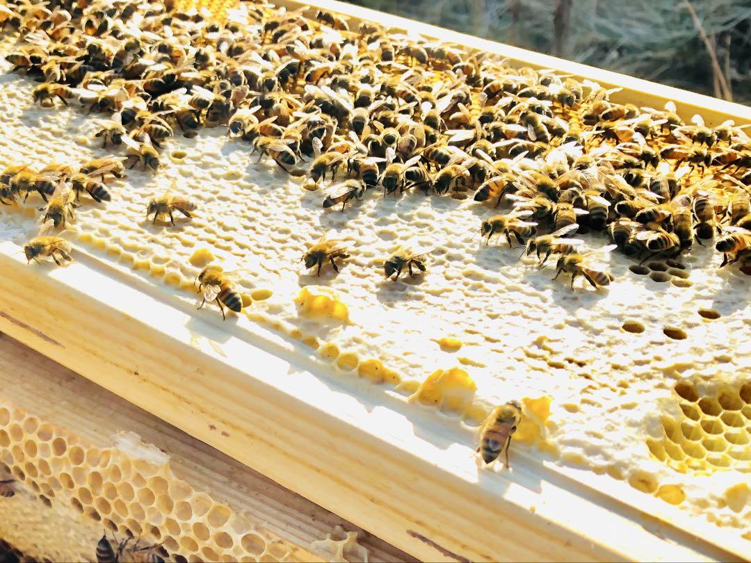 ◇◆令和6年収穫◆◇山梨県産 八ヶ岳 生はちみつ 《アカシア》450g×４本