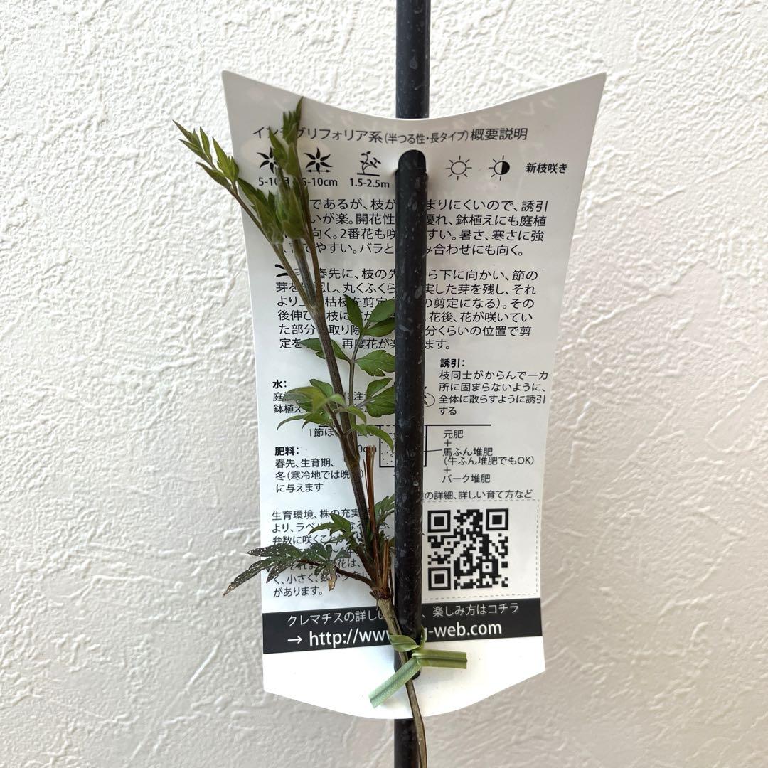 ◈ 種