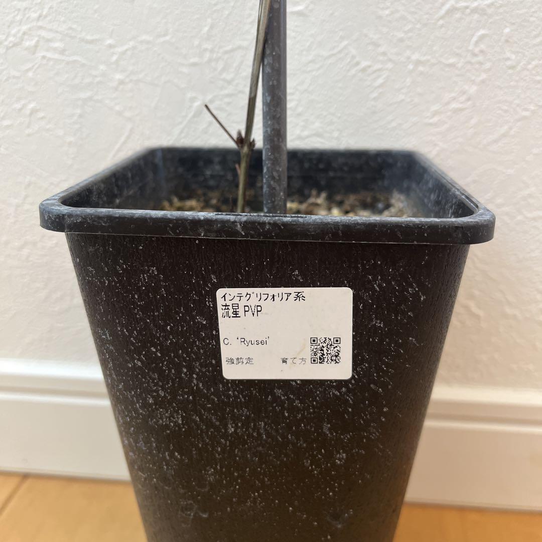 ◈ 種