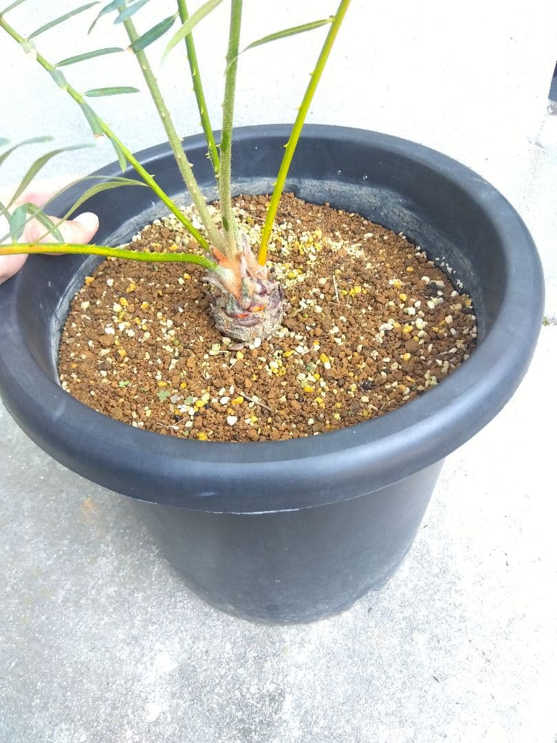 種❗葉6枚❗傷や汚れあり