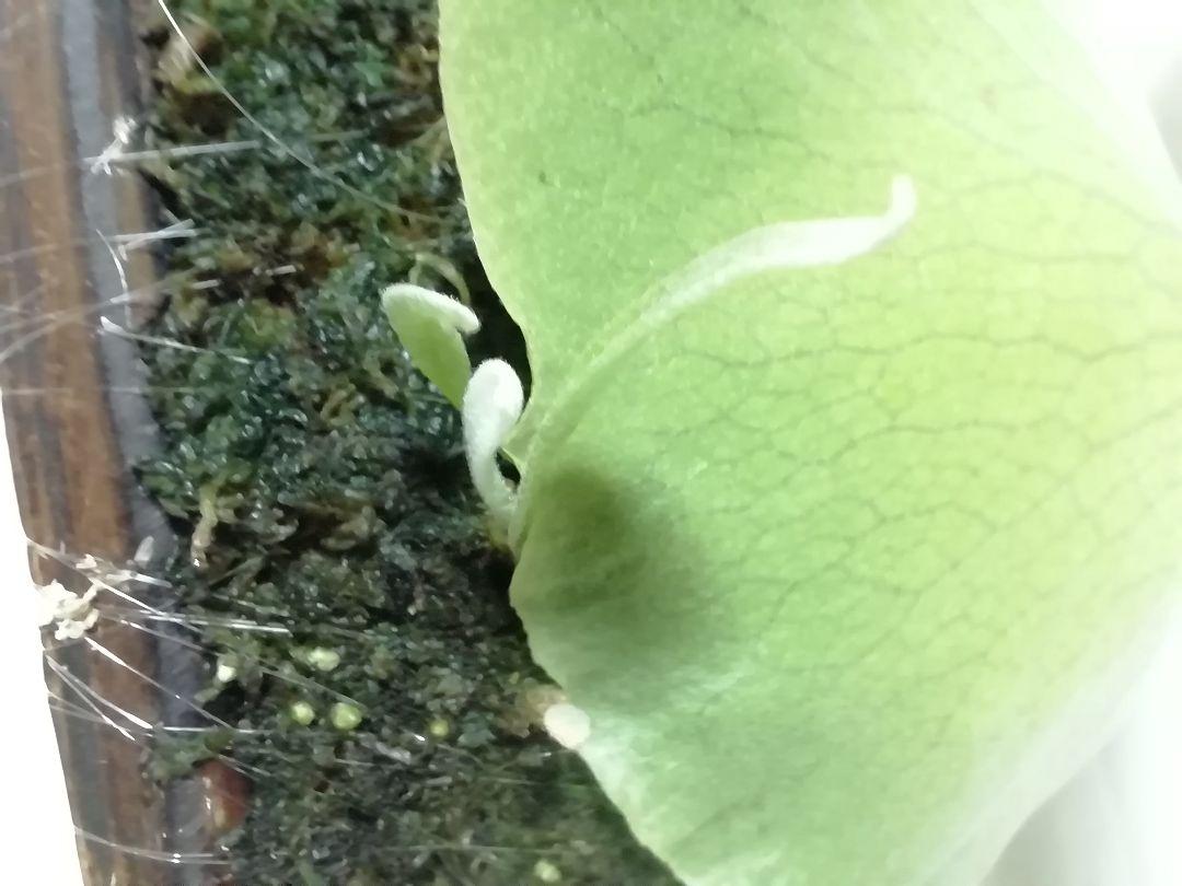 P.Willinckii cv Mutant ウイリンキー選抜 個体株 - メルカリ