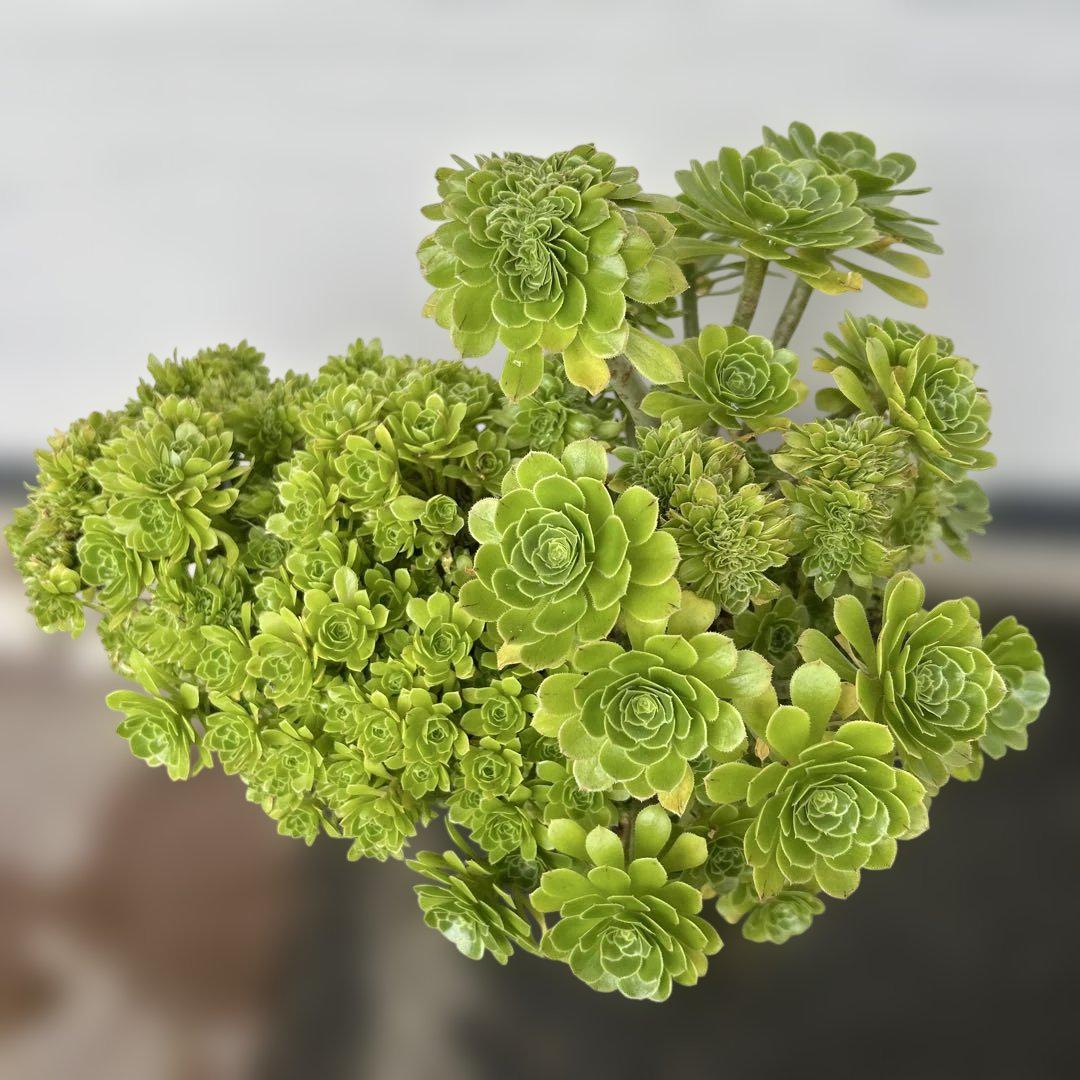 アエオニウム　クロホウシ　綴化　サンシモン　⑥多肉植物