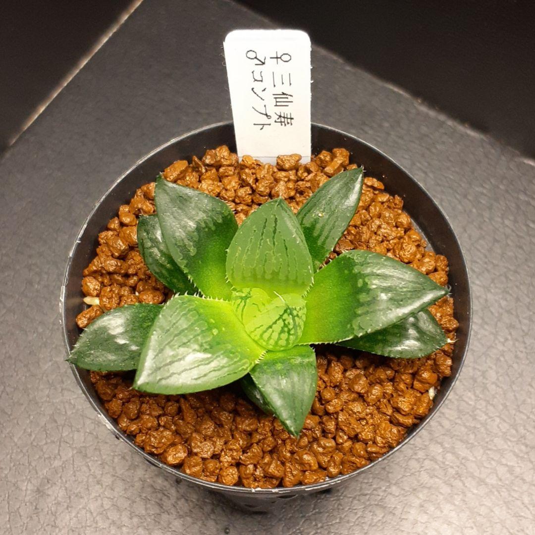 多肉植物 ハオルチア 1 - メルカリ 多肉植物 ハオルチア 1 - メルカリ