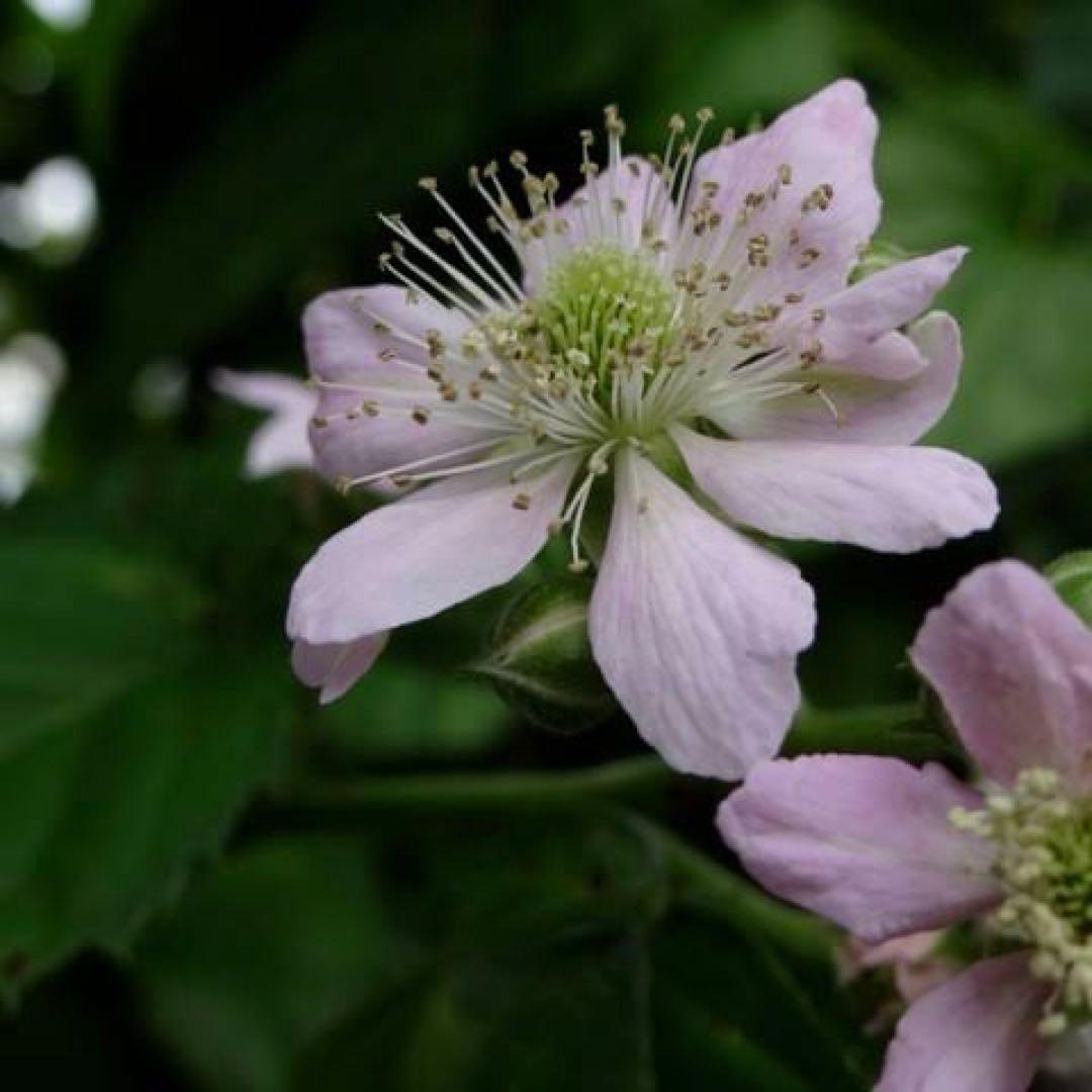 ブラックベリー