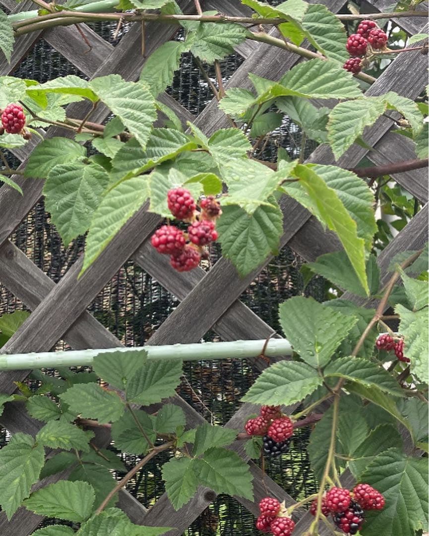 ブラックベリー トゲなし